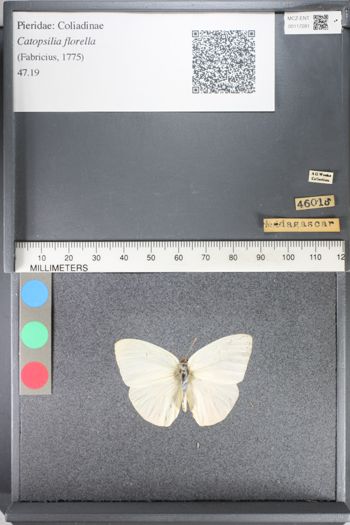 Media type: image;   Entomology 117281